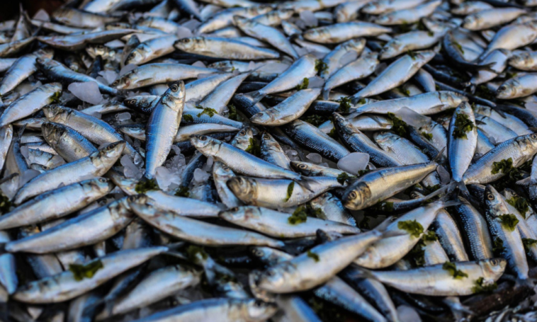 Ajoutez du poisson à faible teneur en mercure à votre alimentation saine - Trotons Tech Magazine