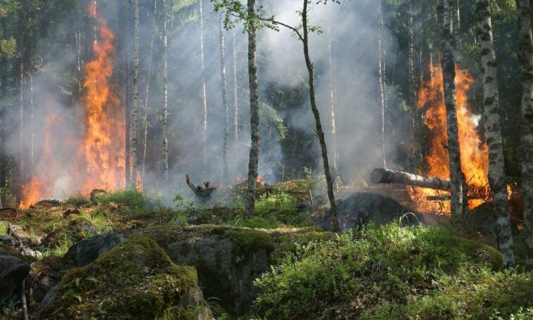 5 raisons pour lesquelles nous avons besoin de robots de lutte contre les incendies pour faire face aux incendies de forêt - Trotons Tech Magazine