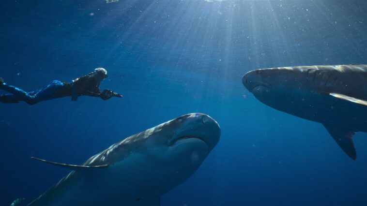 5 bonnes raisons de regarder le spectaculaire film documentaire Netflix «En paix avec les requins»