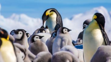 Manchots empereurs en danger en Antarctique, déclin confirmé par l’UICN