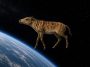Le fossile du plus ancien cheval connu a voyagé dans l’espace