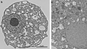 Découverte d’un virus géant au Japon au mode de réplication inédit