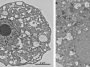 Découverte d’un virus géant au Japon au mode de réplication inédit