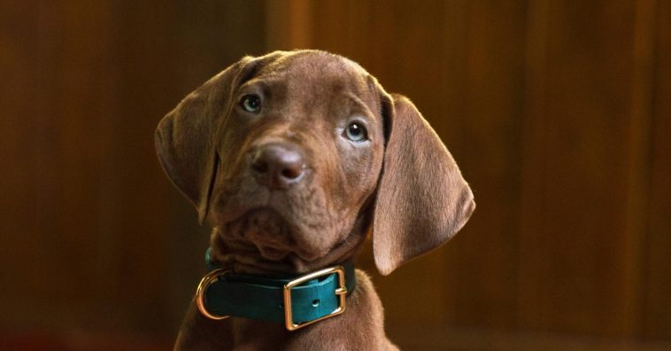 « ​Scooby-Doo » en chair et en os sur Netflix
